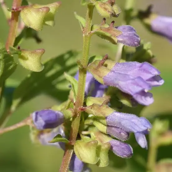 Scutellaria Lateriflora