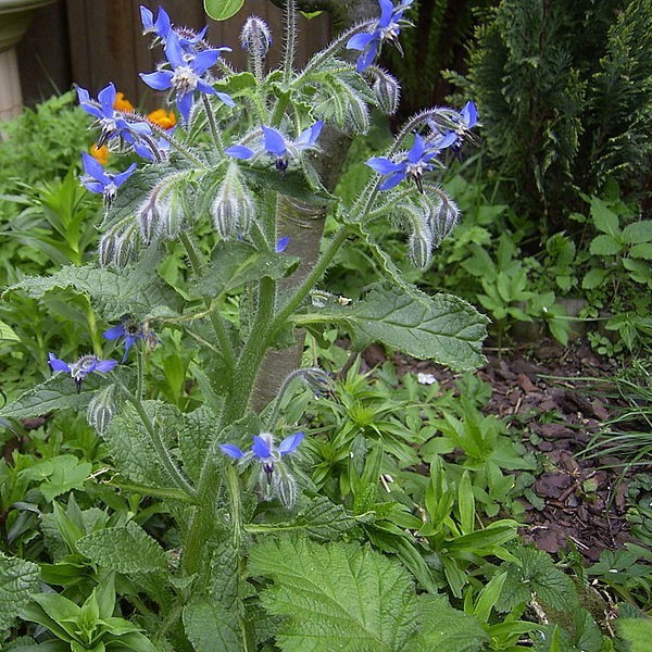 Borago Officinalis